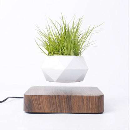 Floating Geometric Plant Hovering Floating Decor